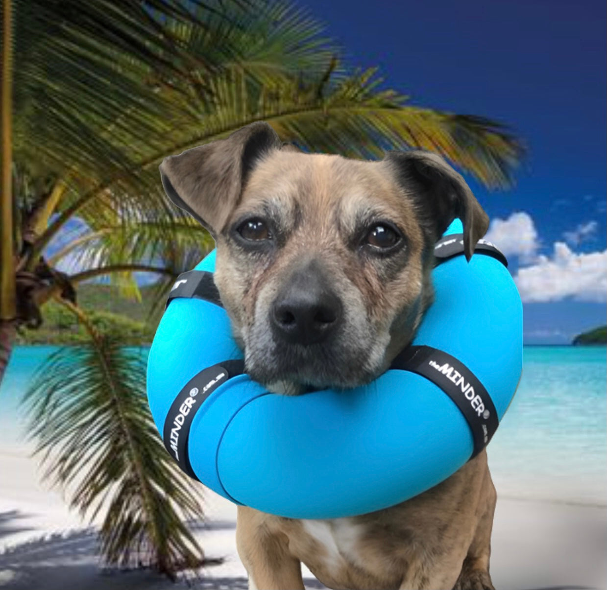 Diy Dog Collar Dog With Pool Noodle Instead Of Cone Dog Collar