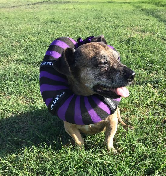 Cone Alternatives Diy E Collar Dog Cone Of Shame: What It Is And